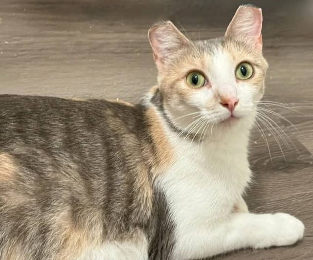 Julie Chen - Domestic Short Hair cat available for adoption at Pawsitive Match in Calgary