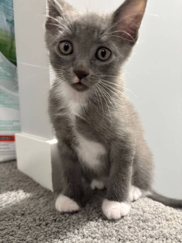 Geronimo - Domestic Short Hair available for adoption