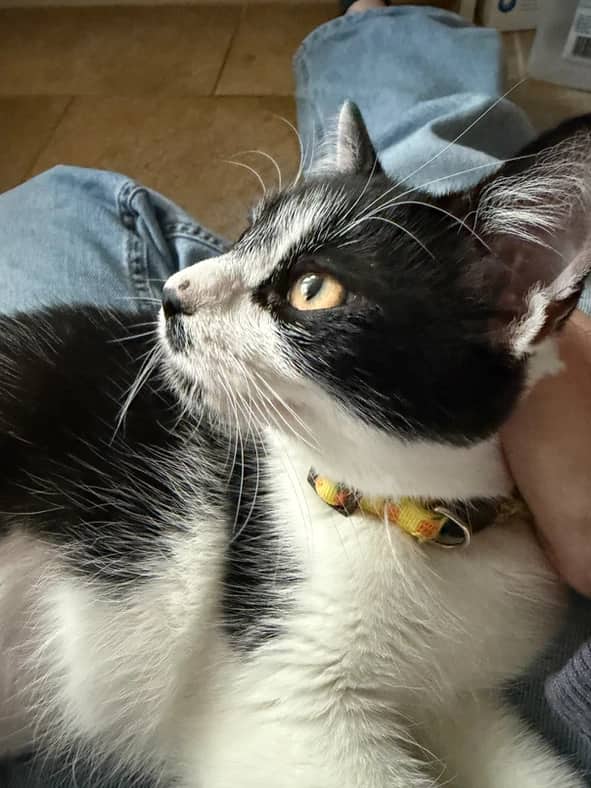 Herb - Domestic Short Hair cat available for adoption at Pawsitive Match in Calgary