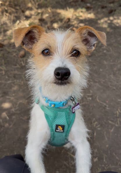Pancho - Terrrier X available for adoption at Pawsitive Match in Calgary