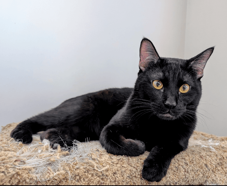 Linus - Domestic Short Hair cat available for adoption at Pawsitive Match in Calgary