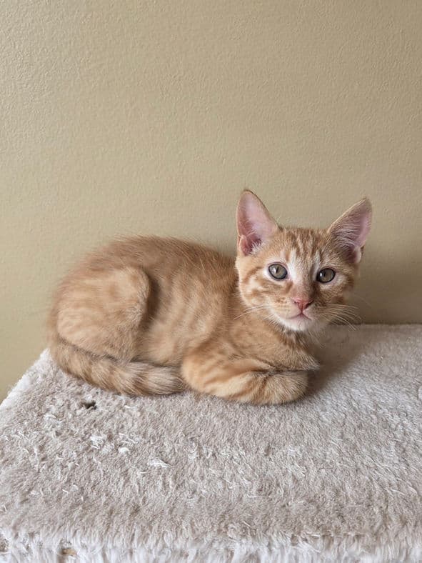 Ravioli - Domestic Short Hair cat available for adoption at Pawsitive Match in Calgary