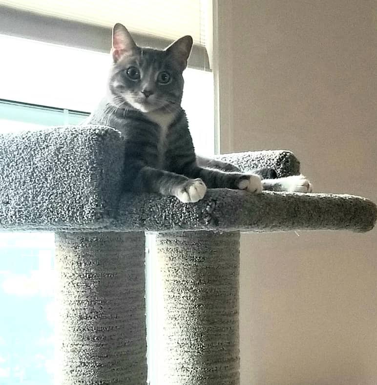 Chauncey - Domestic Short Hair cat available for adoption at Pawsitive Match in Calgary