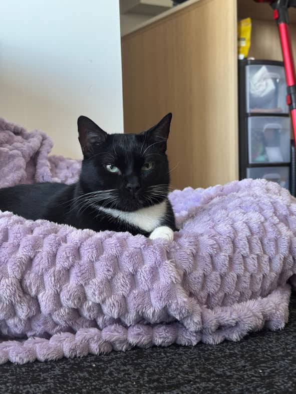 Morty - Domestic Short Hair available for adoption