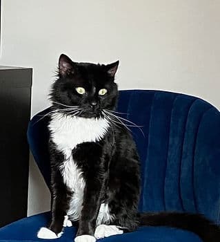 404 Error: Page Not Found - Domestic Shorthair cat available for adoption in Calgary
