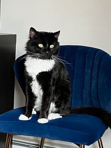 Austria - Domestic Shorthair cat available for adoption in Calgary