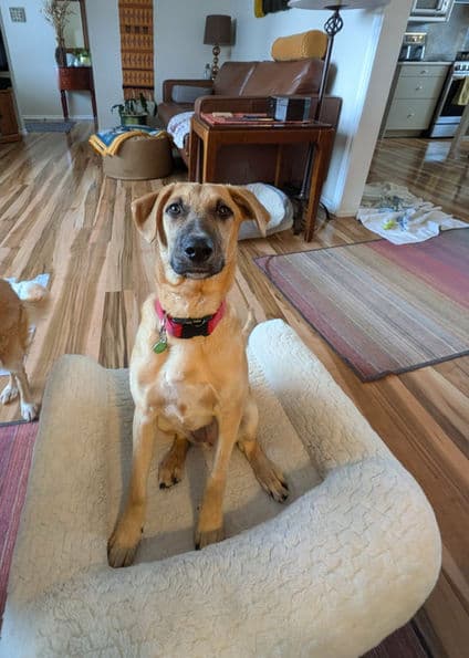 Kiara - Terrier X available for adoption at Pawsitive Match in Calgary