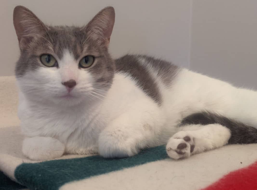 Penelope - Domestic Short Hair cat available for adoption at Pawsitive Match in Calgary