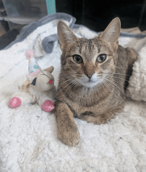 Svetlana - Domestic Shorthair cat available for adoption at Pawsitive Match in Calgary