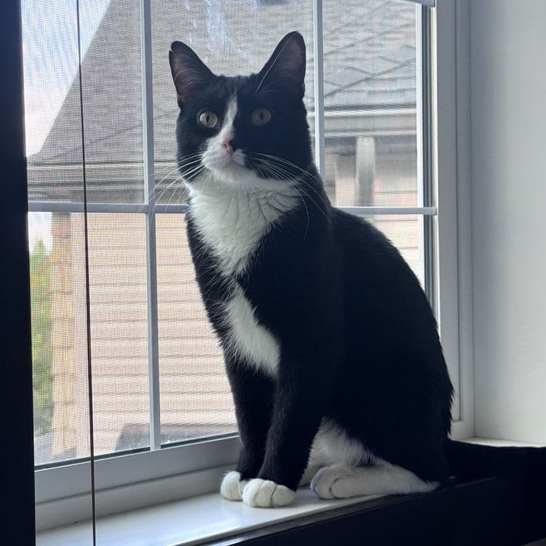 Paprika - Domestic Short Hair cat available for adoption at Pawsitive Match in Calgary