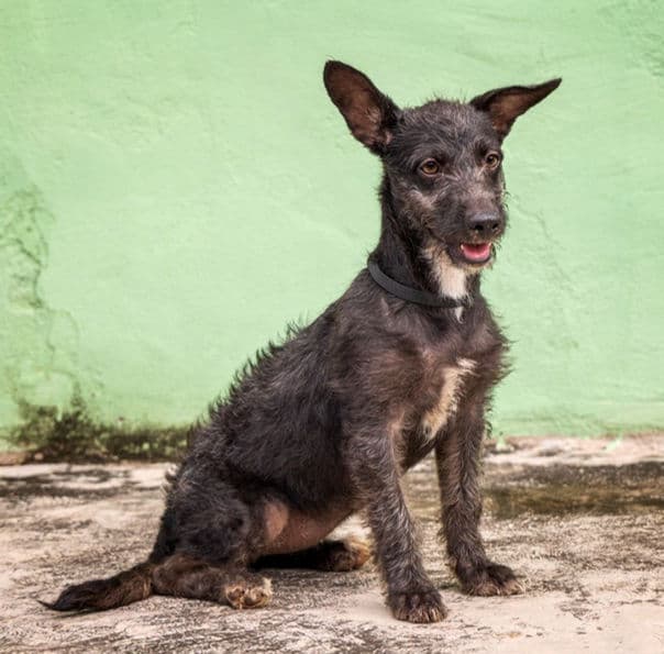 Minerva - Terrier X available for adoption in Calgary