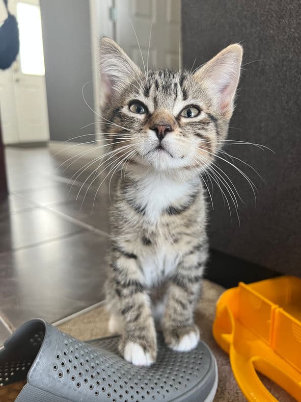 Staccato - Domestic Short Hair cat available for adoption at Pawsitive Match in Calgary