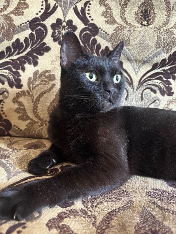 Phee - Domestic Short Hair cat available for adoption at Pawsitive Match in Calgary