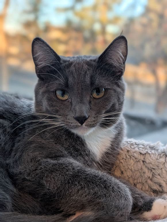 Pearl - Domestic Shorthair cat available for adoption at Pawsitive Match in Calgary