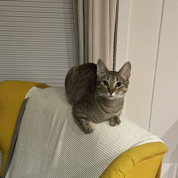 Svetlana - Domestic Short Hair available for adoption