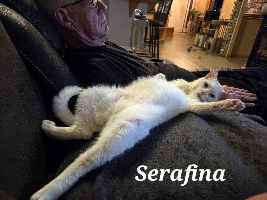 Serafina - Domestic Short Hair cat available for adoption at Pawsitive Match in Calgary