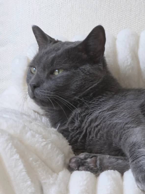 Tarragon - Domestic Short Hair cat available for adoption at Pawsitive Match in Calgary