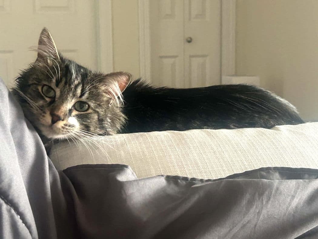 Carl - Domestic Medium Hair cat available for adoption at Pawsitive Match in Calgary