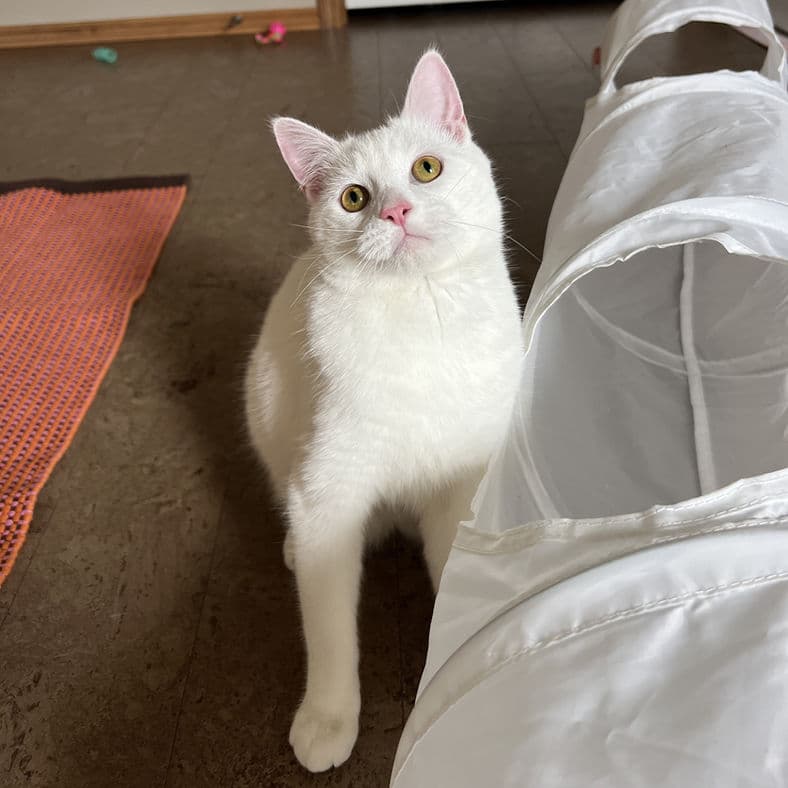 Cardamom - Domestic Short Hair cat available for adoption at Pawsitive Match in Calgary