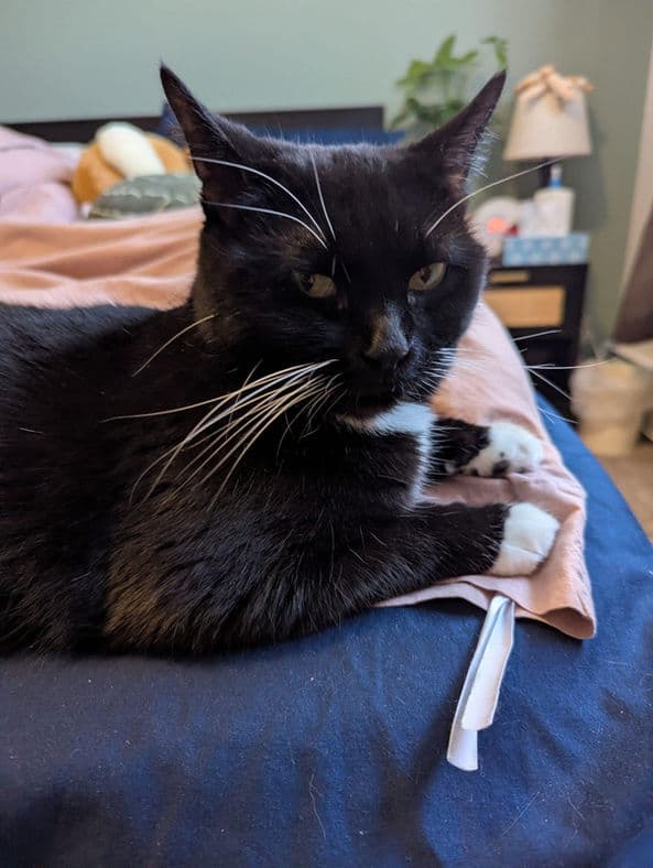 Irina - Domestic Shorthair cat available for adoption at Pawsitive Match in Calgary