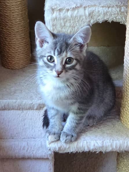 Marbles - Domestic Short Hair cat available for adoption at Pawsitive Match in Calgary