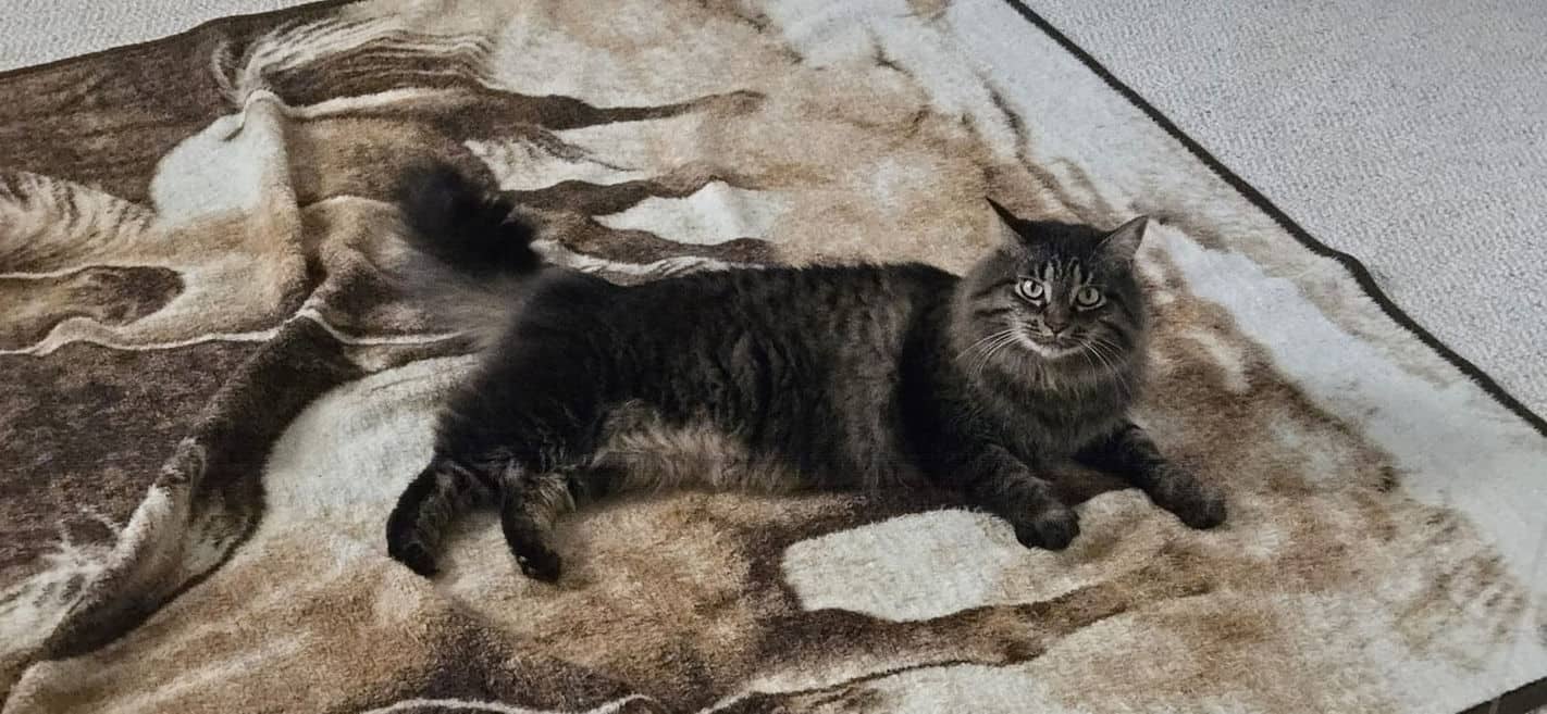 Thea - Domestic Medium Hair cat available for adoption at Pawsitive Match in Calgary