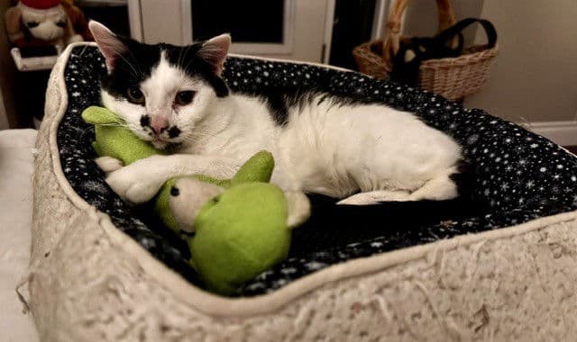 Arthur - Domestic Short Hair cat available for adoption in Calgary