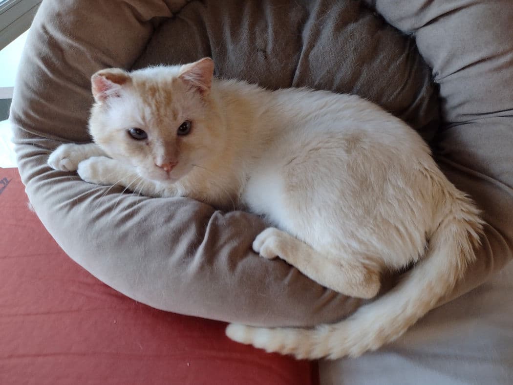 Lorenzo - Siamese Flame Point X cat available for adoption at Pawsitive Match in Calgary