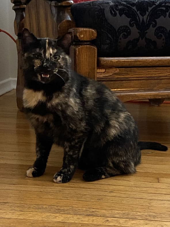 Elena - Domestic Shorthair cat available for adoption at Pawsitive Match in Calgary