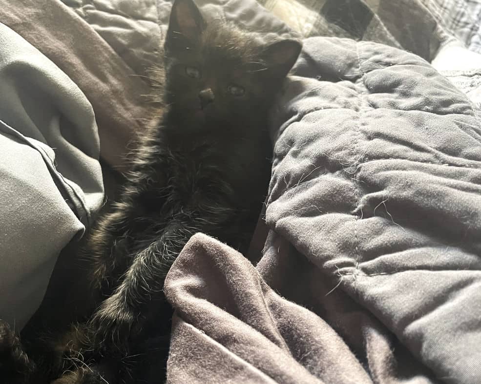 Foxglove - Domestic Short Hair cat available for adoption at Pawsitive Match in Calgary