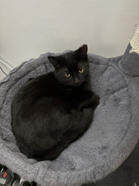 Wanda - Domestic Shorthair cat available for adoption at Pawsitive Match in Calgary