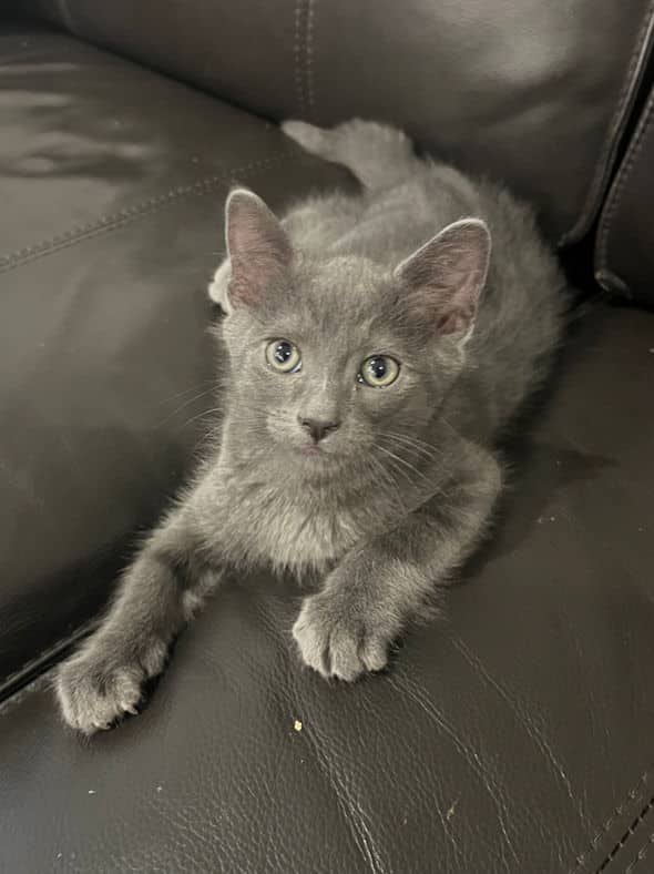 Amethyst - Domestic Short Hair cat available for adoption at Pawsitive Match in Calgary