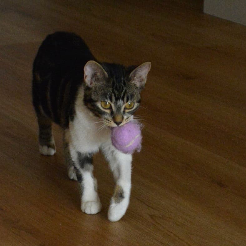 Crepe - Domestic Short Hair available for adoption