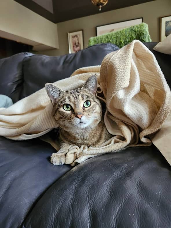 Miss Monroe - Domestic Short Hair cat available for adoption at Pawsitive Match in Calgary