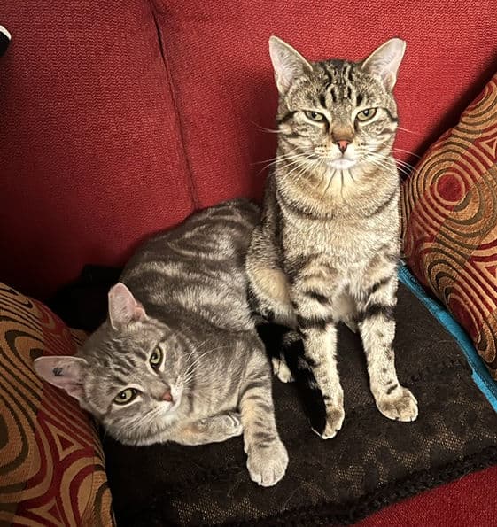 Remy & Sinatra - Domestic Short Hair cat available for adoption at Pawsitive Match in Calgary
