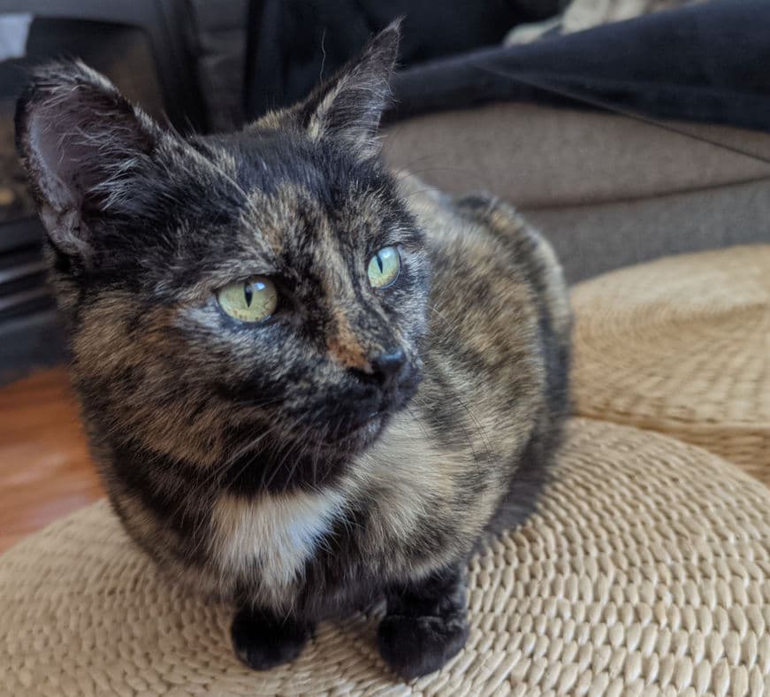 Sophie - Domestic Short Hair cat available for adoption at Pawsitive Match in Calgary