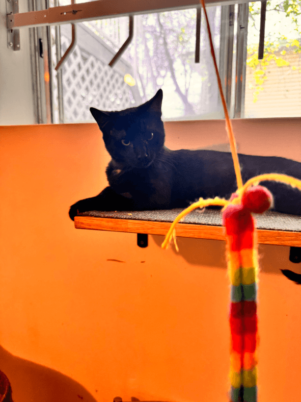 Karma - Domestic Short Hair cat available for adoption in Calgary