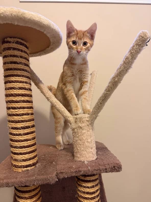 Mutt & Patrick - Domestic Short Hair cat available for adoption at Pawsitive Match in Calgary