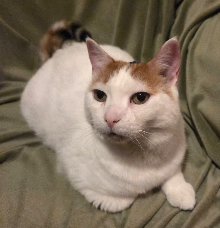 Jinger - Domestic Shorthair cat available for adoption at Pawsitive Match in Calgary