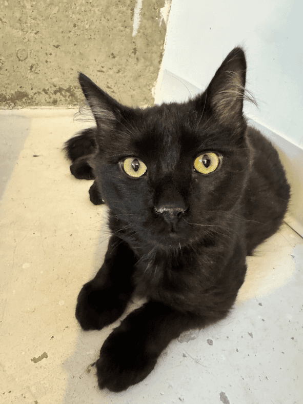 Kalgoorie - Domestic Short Hair available for adoption