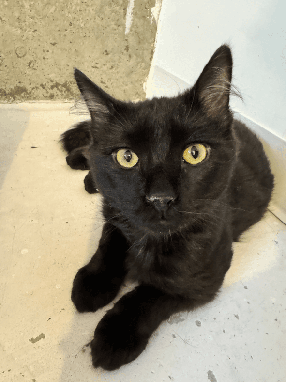 Kalgoorie - Domestic Short Hair cat available for adoption in Calgary
