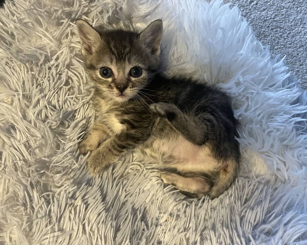Spiderlily - Domestic Short Hair cat available for adoption at Pawsitive Match in Calgary