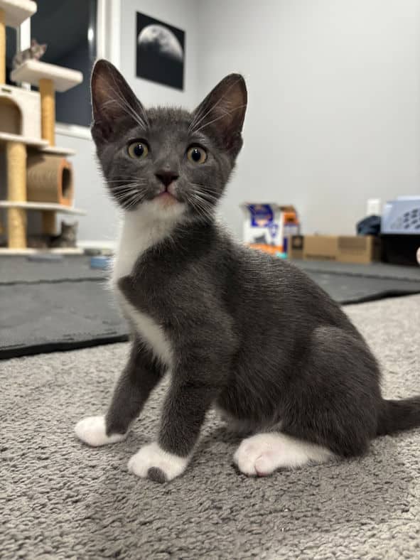 Gizmo - Domestic Short Hair available for adoption
