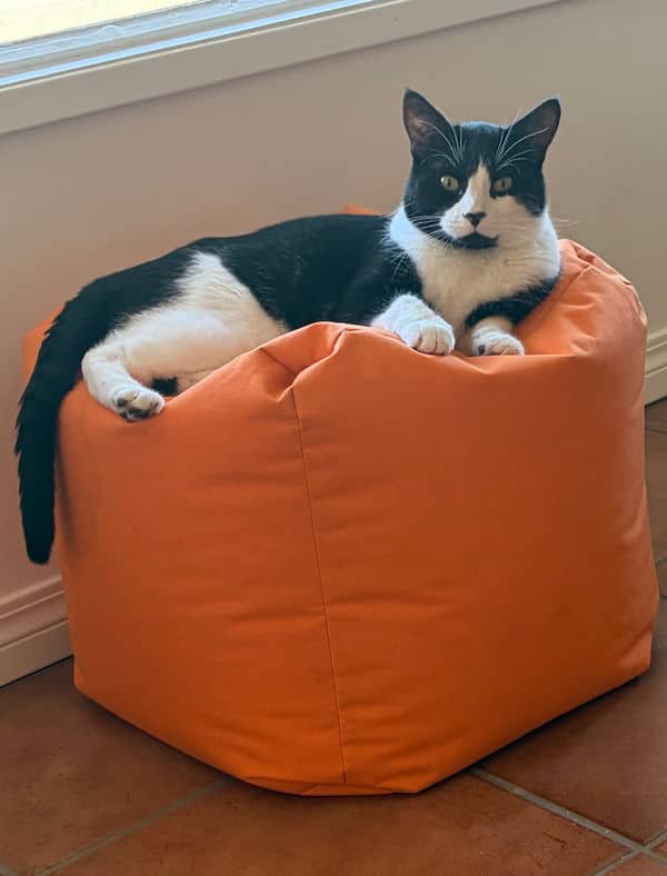 Chestnut - Domestic Short Hair cat available for adoption at Pawsitive Match in Calgary