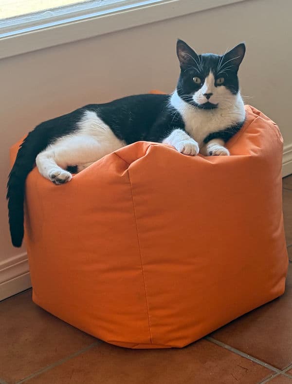 Chestnut - Domestic Shorthair cat available for adoption at Pawsitive Match in Calgary