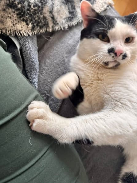 Arthur - Domestic Short Hair cat available for adoption at Pawsitive Match in Calgary