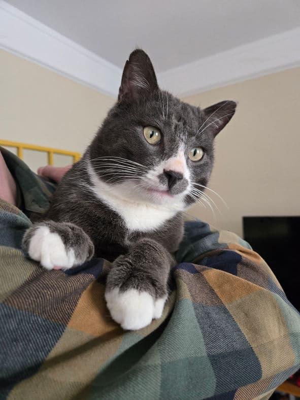 Finland - Domestic Shorthair cat available for adoption at Pawsitive Match in Calgary