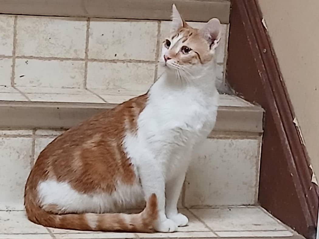 Scrabble - Domestic Short Hair cat available for adoption at Pawsitive Match in Calgary