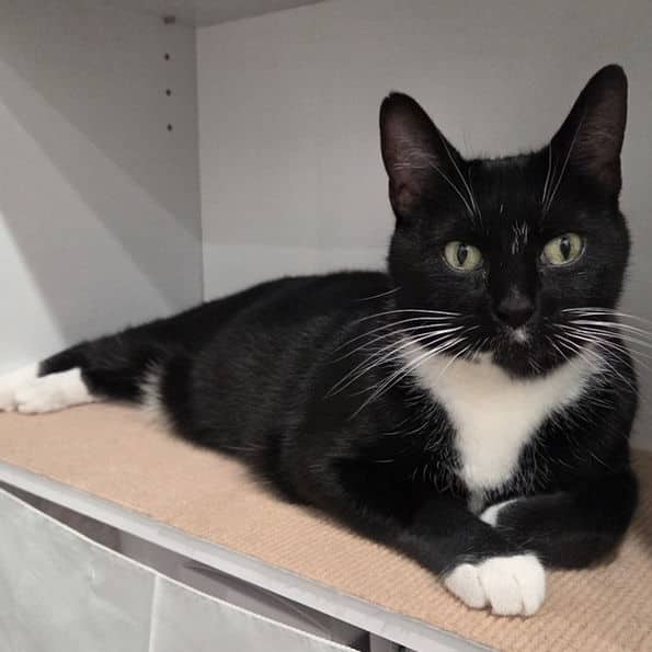 Yen - Domestic Short Hair cat available for adoption at Pawsitive Match in Calgary