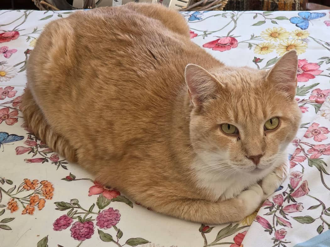 Eddie - Domestic Short Hair available for adoption